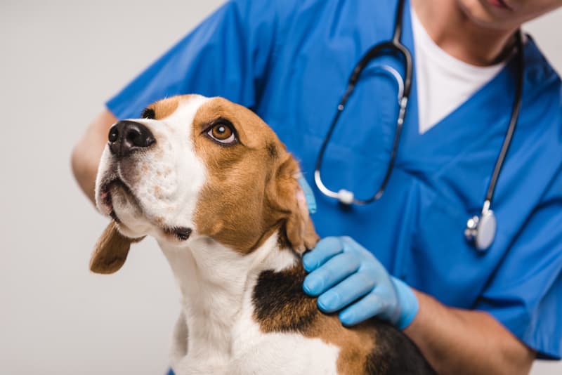 Garantías do noso centro veterinario en Verín