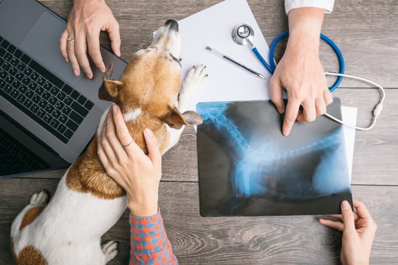  Que podes atopar na nosa clínica veterinaria en Verín?